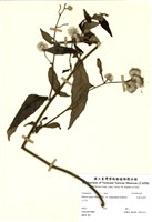 藏品(大頭艾納香)的圖片